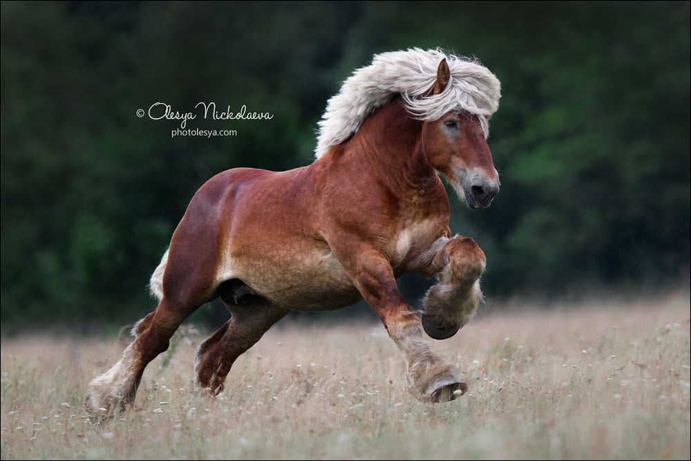Fantastic beauty and strength stallion named Robin Van Steinort, Belgian Draft Horse breed 😯😍⭐